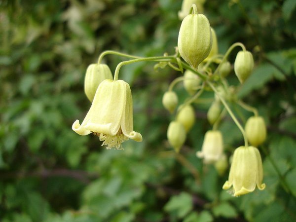 Clematis ochroleuca