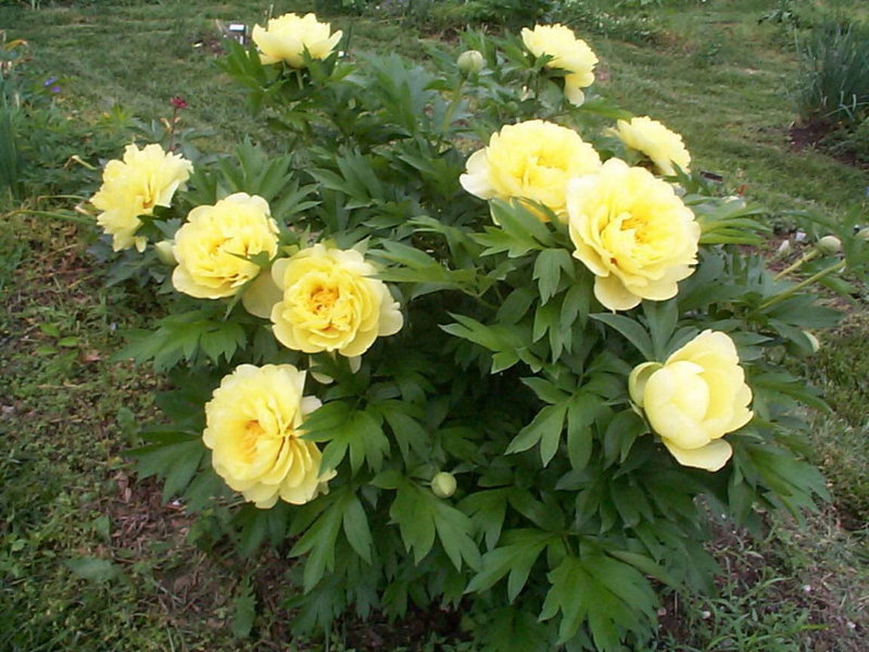 “Bartzella” peony