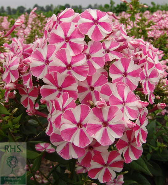 “Peppermint Twist” phlox