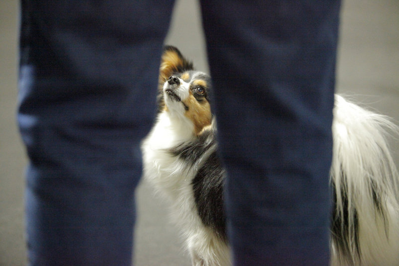 Willow waits for the word from her owner, Judy Siemonsma, to start running an agility course Saturday. The contest is hosted by the Eastern Maine Agility Club. Willow won second place in the wildcard event.