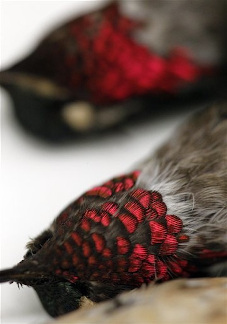 In this Friday March 23, 2012 photo, two hummingbirds from Columbia with iridescent red throats are seen in a tray in the collection at the Academy of Natural Sciences Friday, March 23, 2012 in Philadelphia. (AP Photo/Alex Brandon)