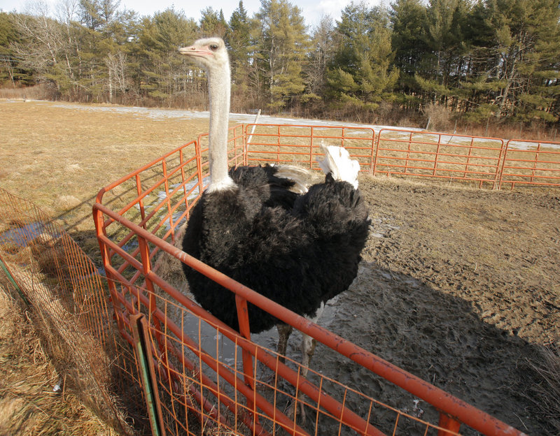 Clyde the ostrich, a Maine Maple Sunday visitor favorite.