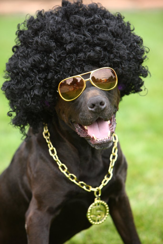 Costumes are encouraged at the Community Dog Show, where every pooch entered leaves with an award.