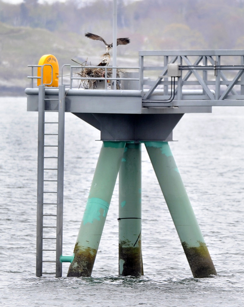 In this May 3 photo, a pair of Ospreys are taking up residence at the end of the Ocean Gateway Pier II.