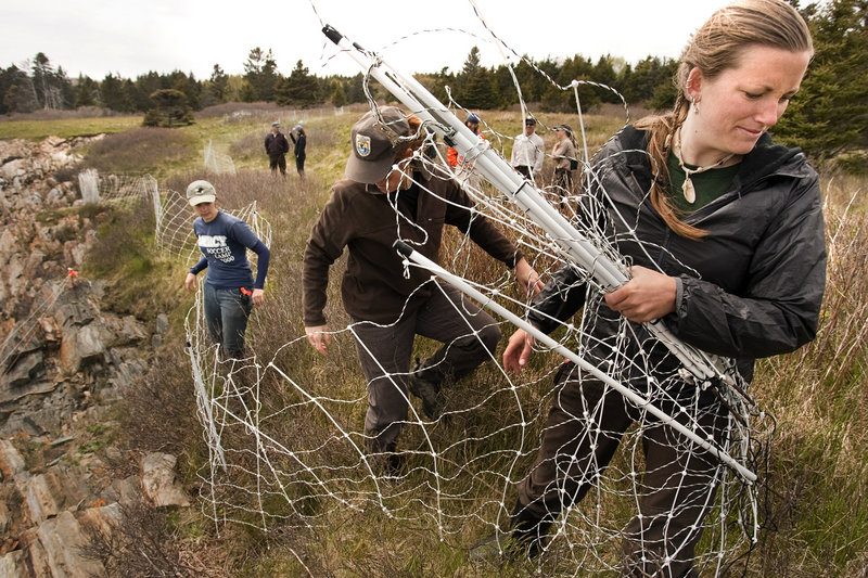 Chelsea Vosburgh, a seabird researcher for the Maine Coastal Island’s National Wildlife Refuge, works with others to set up a barrier intended to keep sheep away from the sites used by nesting seabirds on Metinic Island.