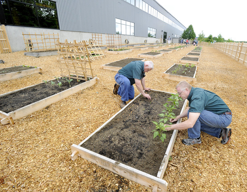 Jim Cortis and Peter Dale are working several beds in the Idexx garden this summer, raising peppers, onions and squash.