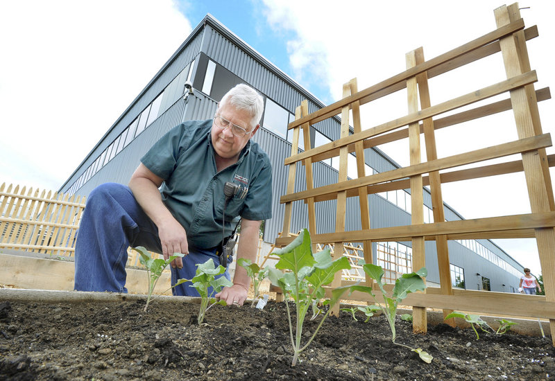 Idexx employee Jim Cortis tends a bed at the Westbrook facility.