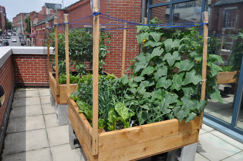 A rooftop garden outside of Harvard Pilgrim HealthCare’s Portland offices overflows with vegetables last summer. This year’s planting has been delayed by nesting seagulls.