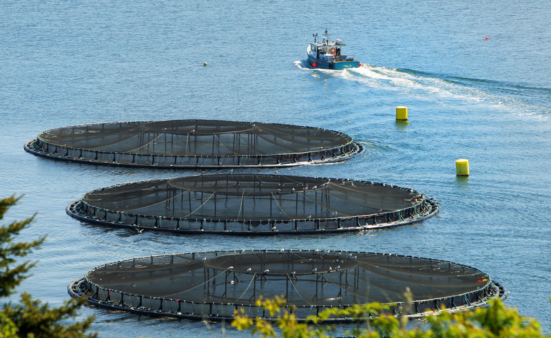 A boat pulls away from salmon pens in Friars Bay at Campobello Island. A new U.S. tax law adds difficulties for residents stressed by the decline of the fishing industry.