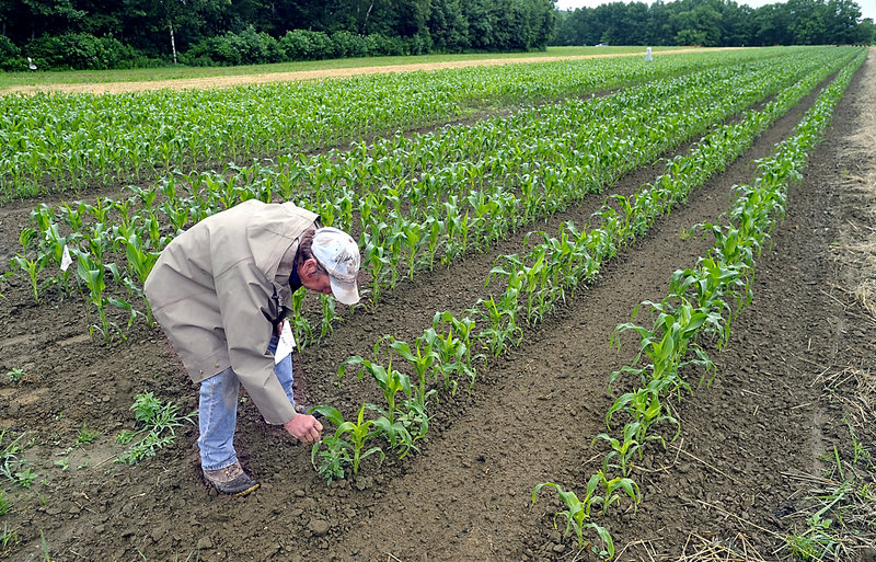 Rob Johanson checks on his new field of organic sweet corn at Goranson Farm in Dresden recently. Johanson predicted that the corn would be knee-high by the Fourth of July.