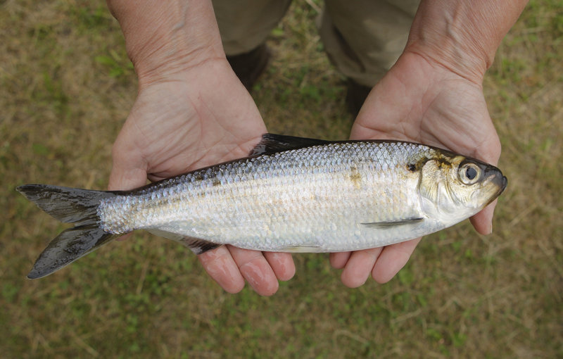 Lee Sochasky holds a specimen.