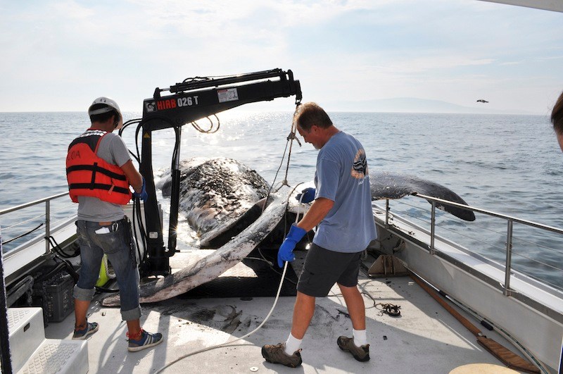 On Tuesday, Aug. 14, a male sperm whale, estimated at 50 feet was towed to an offshore dock near the College of the Atlantic. The whale was found dead and floating off of Schoodic Point by a local fisherman. Allied Whale, the marine mammal research program of College of the Atlantic, was subsequently contacted. Allied Whale is authorized by NOAA Fisheries to respond to all marine mammal strandings from Rockland, Maine north to the Canadian border. Marine mammals are federally protected animals in the United States. College of the Atlantic crew secure the sperm whale for towing.