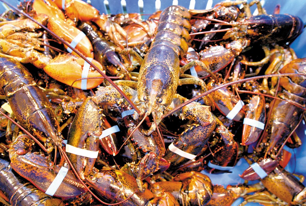Freshly caught lobsters rest in a crate at Harbor Fish Market in Portland.