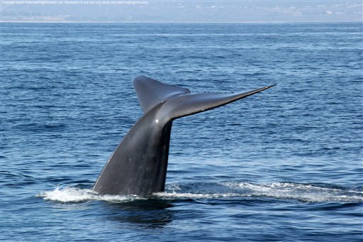 In an undated photo provided by Captain David Anderson's Dolphin and Whale Safari in Dana Point, Calif., spectators watch whales off the coast of southern California.