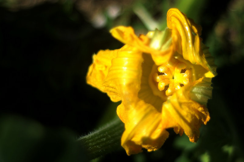 A freshly pollinated flower on Lucas’ pumpkin plant. This is Lucas’ first attempt at growing a giant pumpkin.