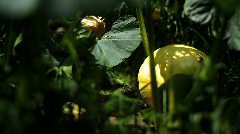 One of the gourds Lucas is hoping will grow to champion proportions.