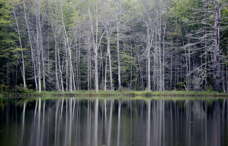 Plans for a park at Chaffin Pond were developed by Windham’s parks and recreation department, based on input from residents and town officials. The proposal calls for five years of work to complete the park in phases.