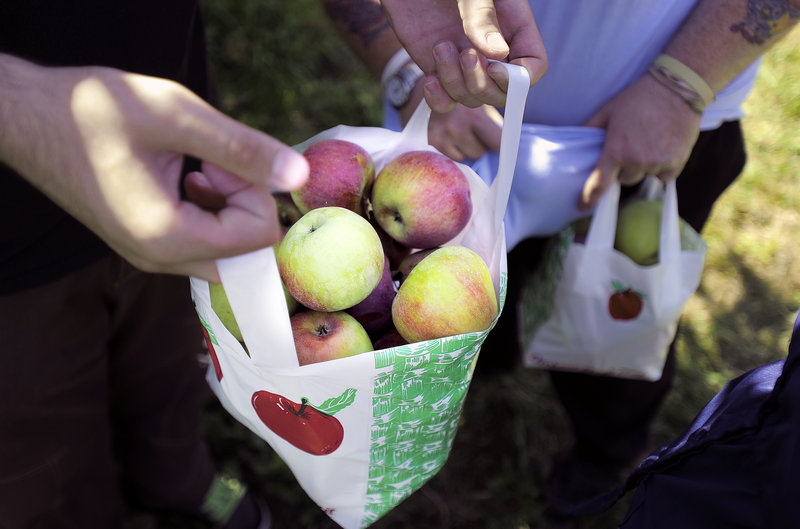 A picker at Orchard Hill Farm in Cumberland displays his “catch” last weekend.