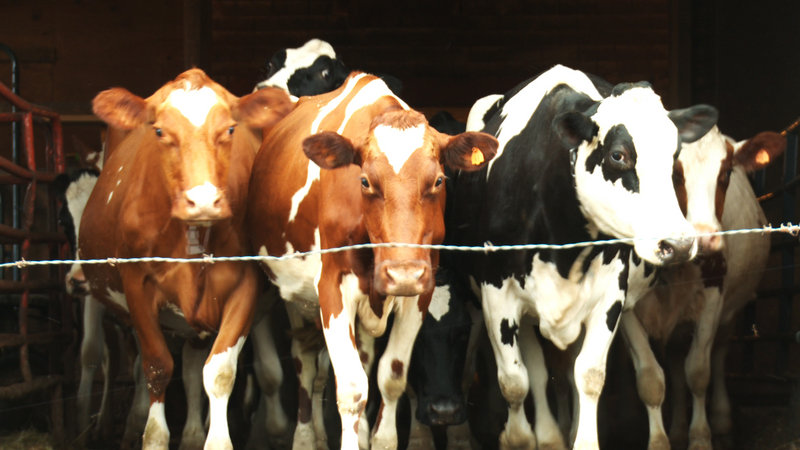 The Camden International Film Festival opens on Sept. 27 with “Betting the Farm,” a documentary that chronicles a group of Maine dairy farmers who launch their own milk company, MOO Milk.