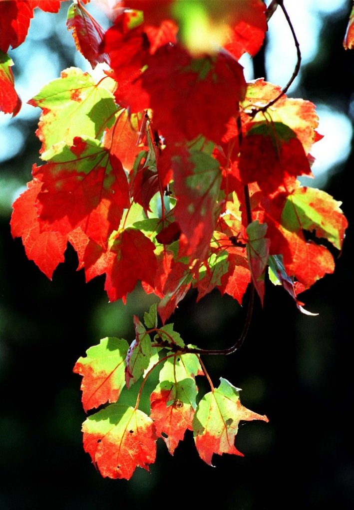 Interested in photographing foliage? On sunny days, look for early light or late light to capture colors best.