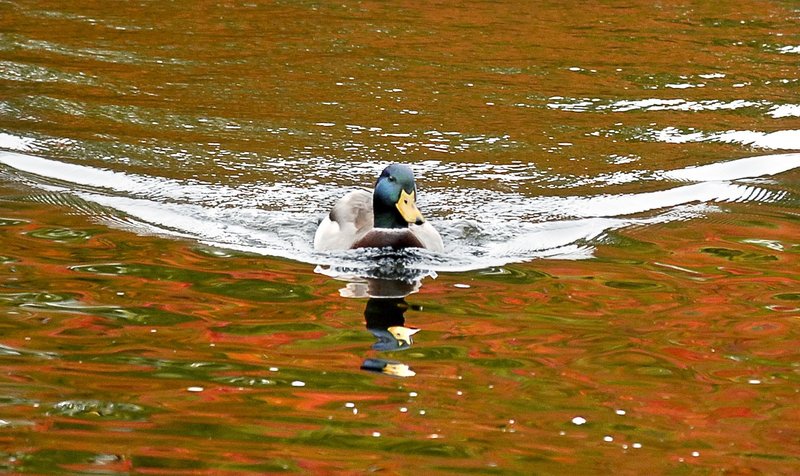 You also might try shooting near water to take advantage of reflections.