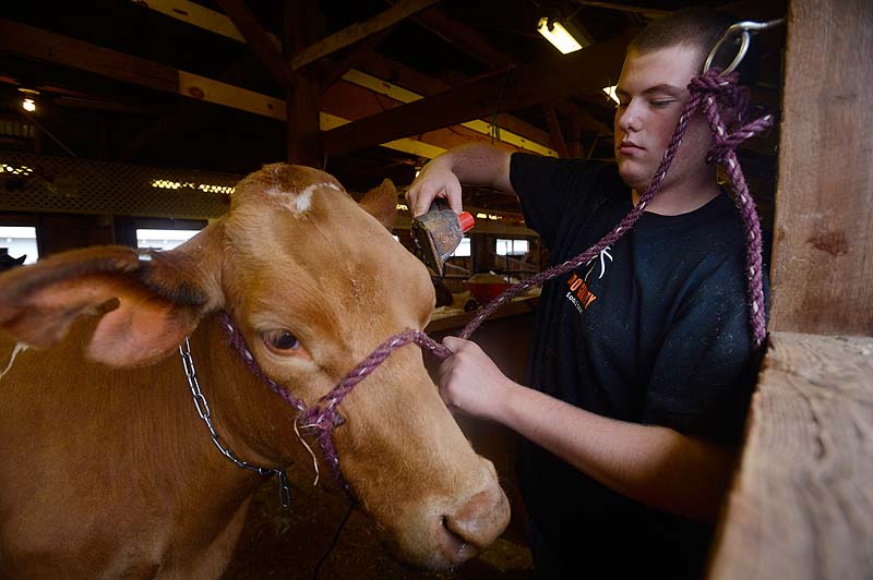 Jesse Kelley 17, of Salisbury New Hampshire, grooms Sabbath, a Guernsey cow at the Fryeburg Fair Sunday. Kelley was preparing to show Sabbath at the fair.