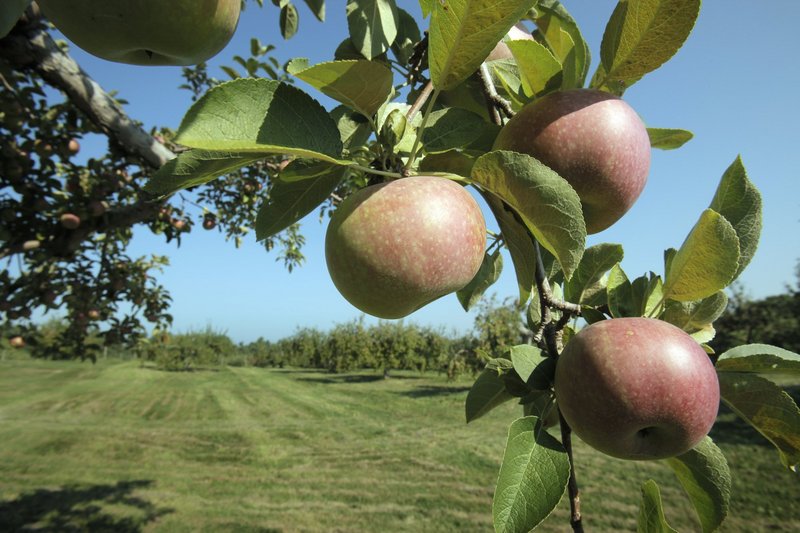 Great Maine Apple Day, featuring cider pressing, workshops, tastings and more, takes place from noon to 4 p.m. Sunday at the Maine Organic Farmers and Gardeners Association in Unity.