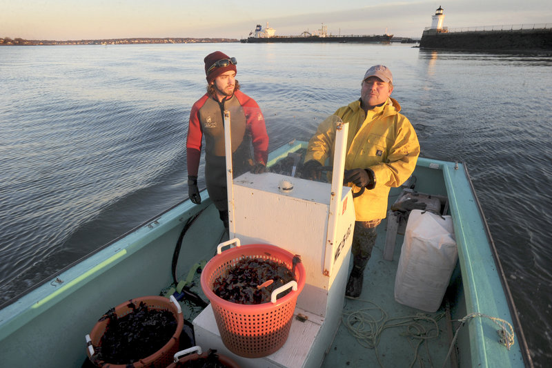 Paul Tarkleson and Tom Roth of VitaminSea head home after collecting dulse during a low tide in Casco Bay.