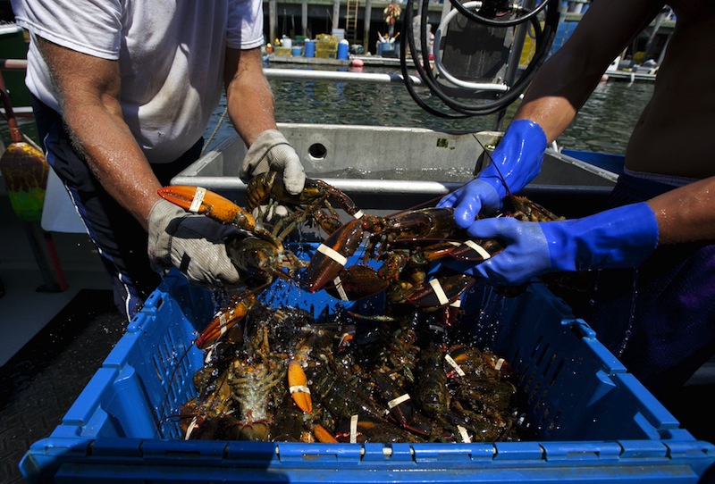 Lobsters are unloaded from a fishing boat Thursday, Aug. 9, 2012, in Portland, Maine. With 2012's wholesale prices being the lowest in years, lobstermen are looking to the state for solutions. (AP Photo/Robert F. Bukaty)