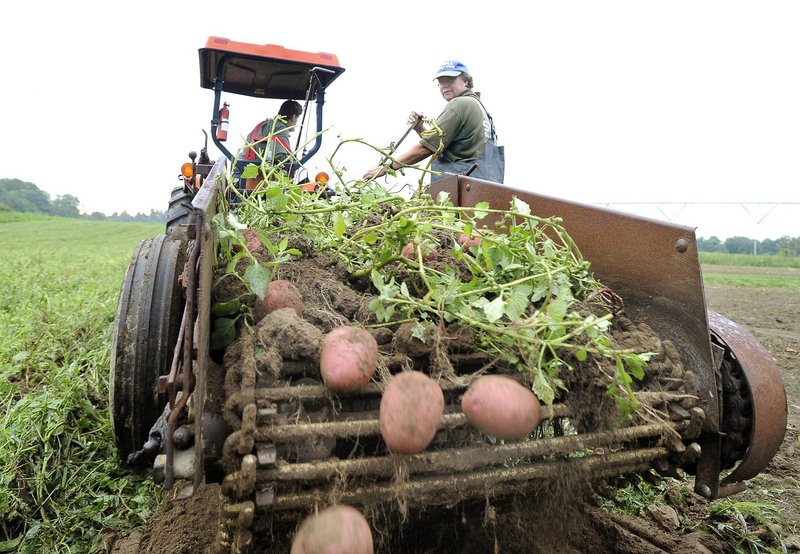 John and Ramona Snell of Snell Family Farm in Buxton harvest red potatoes last summer. Getting more Maine-grown vegetables onto local dinner plates is a goal of the Maine Food Strategy.