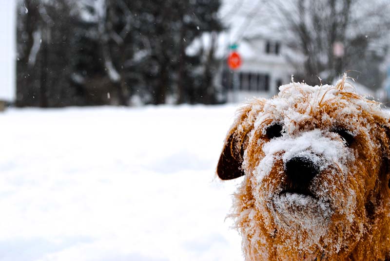 Ginny plays in the back yard of a house off Washington Ave in Portland Friday, February 8, 2013.