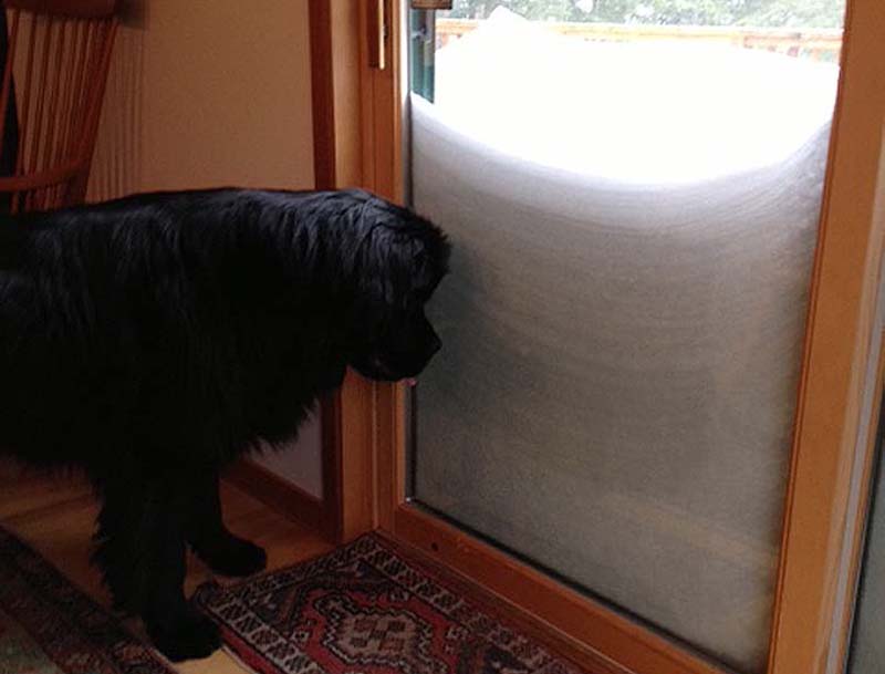 Kathryn Telford's dog, Ruby, will have to wait awhile before going out in Falmouth. A long while.