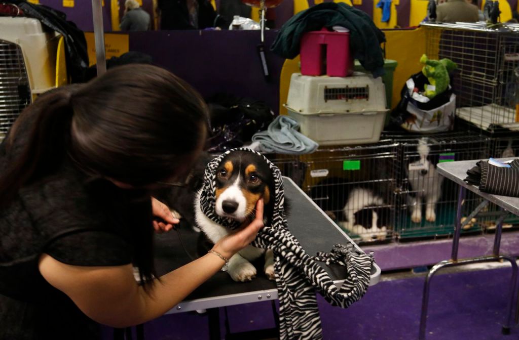 Porter, a cardigan Welsh corgi, is cared for by Diana Chou, assistant to Porter's handler, in the benching area at the 137th annual Westminster Kennel Club Dog Show at Pier 94 in New York City on Monday.
