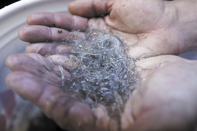 In this April 2012 file photo, a handful of elvers are displayed by a buyer in Portland. An interstate fisheries commission postponed a decision Tuesday on whether to scale back or even shut down the highly profitable baby eel fishery in Maine and South Carolina