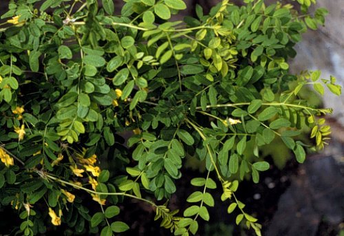 The Siberian peashrub tolerates salt better than other shrubs.