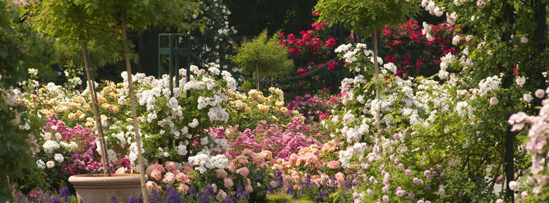 The Peggy Rockefeller Rose Garden at the New York Botanical Garden was the first garden in the Northeast to conduct Earth-Kind trials.