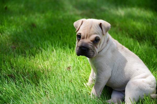 Sophie, a 9-week-old ori-pei, is being treated for parvovirus, a highly contagious disease that is often fatal for dogs. Little Paws, the Scarborough store that sold her to Tina Bark of Westbrook, has been placed under quarantine while state officials investigate.