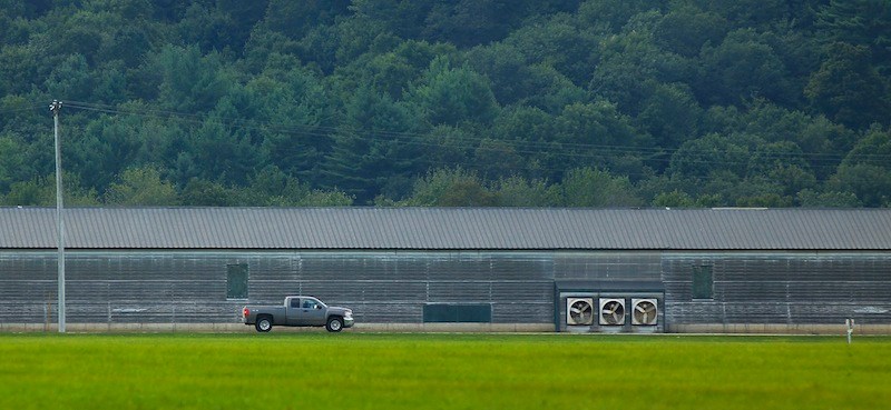 A truck passes a large barn at Moark Egg Farm in Turner on Tuesday, August 20, 2013, a day after a man was accidentally shot and killed by a co-worker who was shooting rodents and stray chickens.