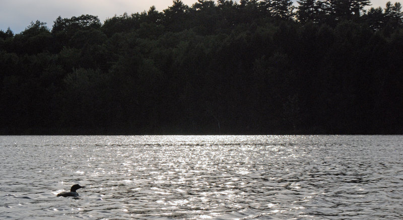 Observers say Maine’s loons, noted for their dramatic appearance and haunting cries, seem to be thriving.