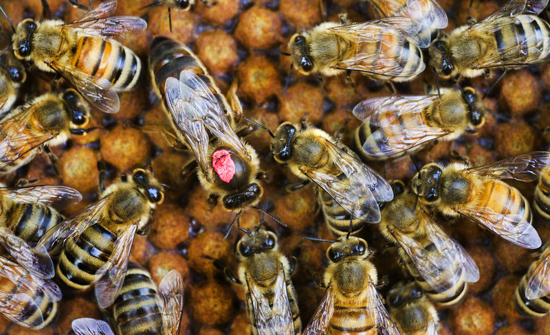 The queen bee is surrounded by the worker bees in one of The Honey Exchange's Portland hives on Wednesday. The queen has a color-coded marking, applied by the beekeeper, so she is easily found and her age determined. Sometimes a new queen will naturally take over, and the absence of the marking makes this known to the beekeeper.