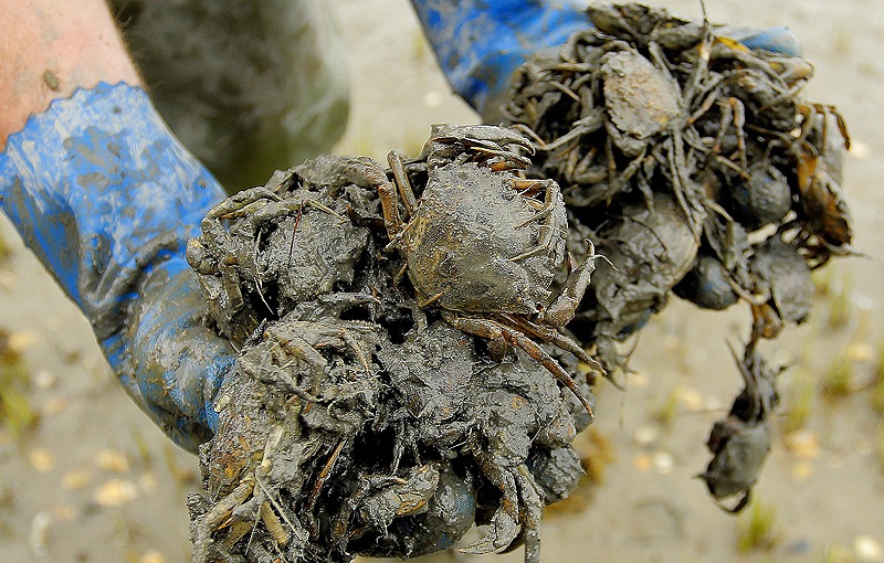 Green crabs, like these found off Freeport, are considered a “sentinel species,” which can tell us a lot about the ripple effects of mercury, lead and other pollutants.