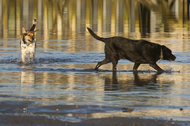 In this July 2013 file photo, Elvis and Jakey frolic in the surf at Pine Point in Scarborough. The Scarborough Town Council postponed a vote Wednesday, Sept. 18, 2013 to ban unleashed dogs from the town's beaches during the spring and summer.