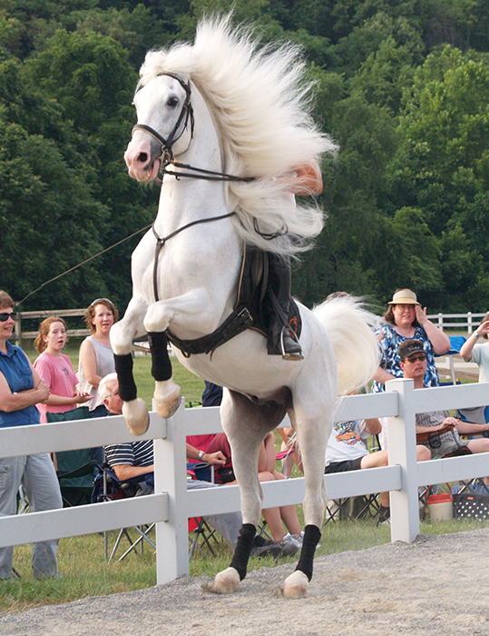 A Herrmann's Royal Lipizzan Stallion during a performance.