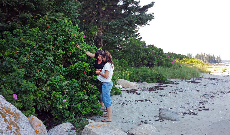 Sarah Burrin, left, and Jennifer Larrabee harvest local fruits and herbs for use in making tea. The two women operate Tempest in Teapot, a loose-leaf tea company in Stonington, Maine.