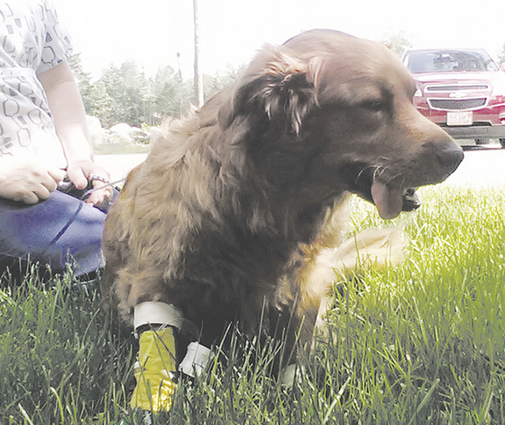 Bella, a mixed-breed dog, died after police said she was a victim of animal cruelty by her owner, James Wiggins, of Fairfield.