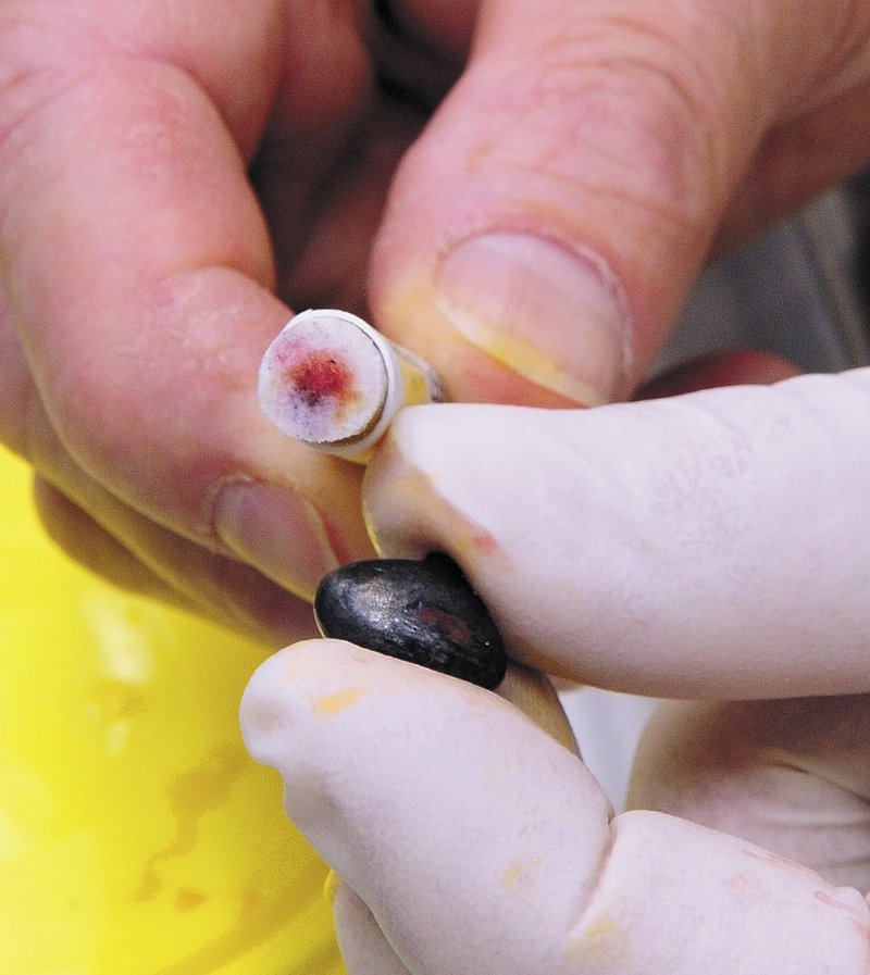 Mark Pokras holds up a swab that shows that the fishing jig removed from a loon tests positive for lead.