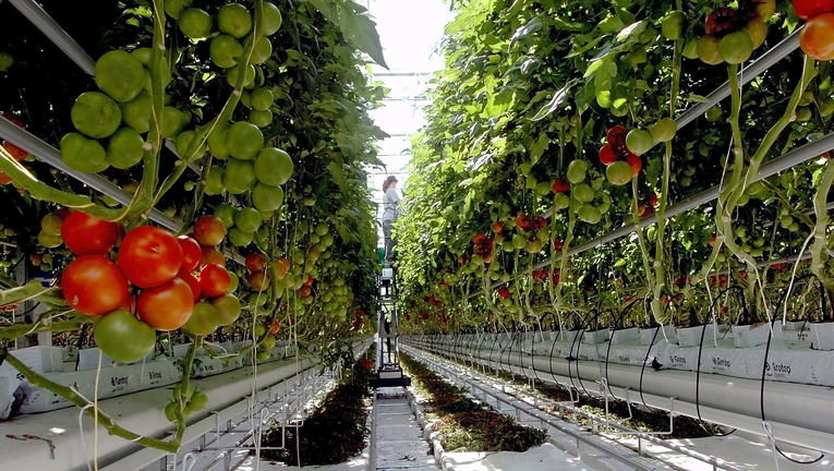 David Leaming/2009 Morning Sentinel File Photo Tomato plants ripen inside a greenhouse at Backyard Fams in Madison, Maine.