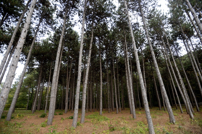 The city of Portland has about 500 acres of community forests, including the 30-acre Baxter Woods between Forest and Stevens avenues.