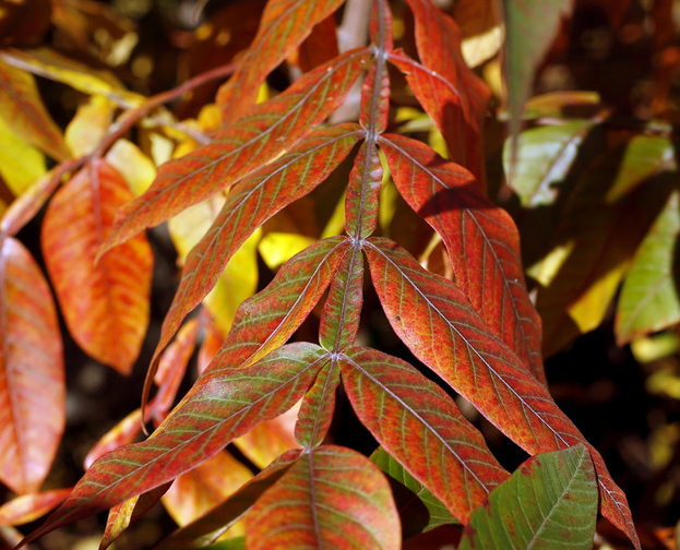 Winged sumac is well-suited to natural and informal landscapes because it has underground runners that spread to provide cover for birds and wildlife.
