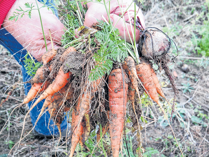 A helping hand for the community. The Viles Arboretum in Augusta features a community garden for area residents who have limited land and are unable to grow a garden.